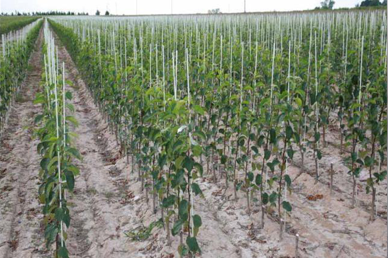 纤维杆农场安装